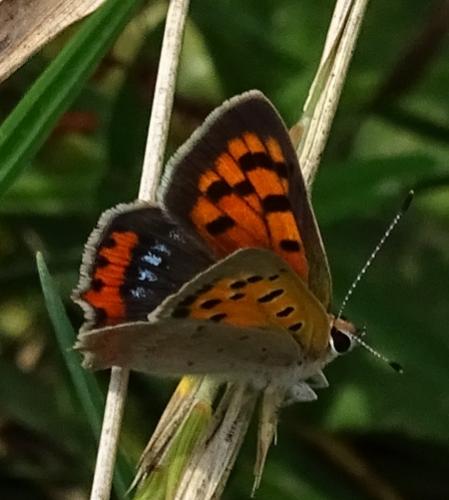 Lycaena phlaeas
